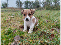 5233920 Jack Russell Terriers