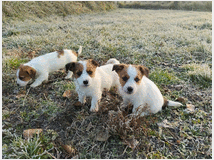 5233923 Jack Russell Terriers