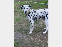 5244027 Dalmata  