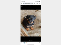 5244806 Rottweiler  