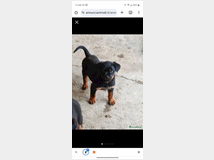 5244807 Rottweiler  