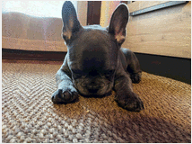 5257383 Cucciolo di Bouledogue