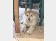 5265464 Cuccioli Alaskan Malamute