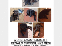 5276756 in regalo Cuccioli