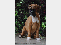 5301015 Boxer cuccioli disponibili