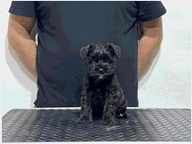 5302940 schnauzer nano 