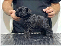 5302941 schnauzer nano 