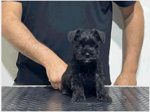 5302942 schnauzer nano 