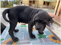 5304100 cucciolo mastino napoletano