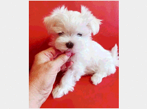 5308381 DUE MALTESE CUCCIOLI