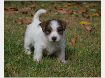 5309522 Jack Russell Terrier