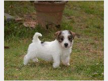 5309524 Jack Russell Terrier