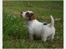 5309525 Jack Russell Terrier