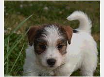 5309526 Jack Russell Terrier