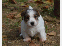 5309527 Jack Russell Terrier