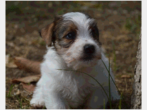 5309528 Jack Russell Terrier