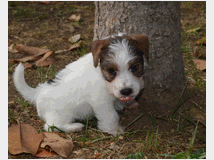 5309529 Jack Russell Terrier