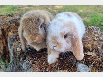5309745 cuccioli di coniglio