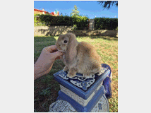 5309747 cuccioli di coniglio