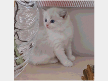 5310146 Cuccioli gatto ragdoll