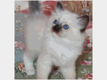 5310148 Cuccioli gatto ragdoll