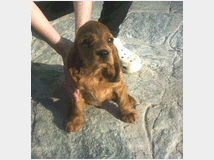 5310704 Cocker Spaniel maschietti