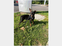 5311781 Meraviglioso Pinscher nano