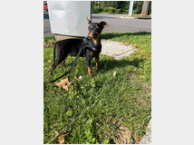 5311791 Meraviglioso Pinscher nano