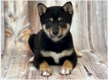 5311953 Shiba Inu femminuccia