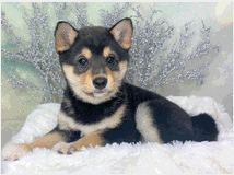 5311954 Shiba Inu femminuccia