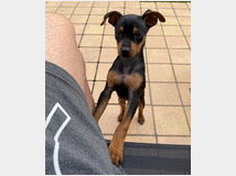 5312448 Pinscher nano 