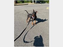 5312451 Pinscher nano 