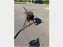 5312452 Pinscher nano 