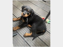 5313414 Cucciolo Rottweiler 