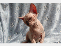 5315996 Canadian sphynx 