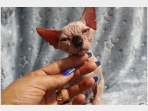 5315997 Canadian sphynx 