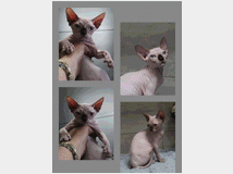 5316008 Canadian sphynx 