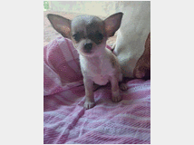 5316204 Cuccioli chihuahua mini