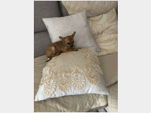 5317555 Cucciolata chihuahua mini