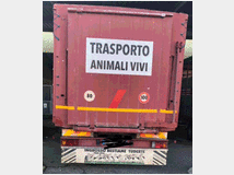 5318748 Trasporto bestiame IVECO