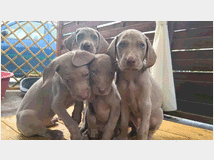 5318772 cuccioli di Weimaraner