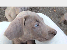 5318773 cuccioli di Weimaraner