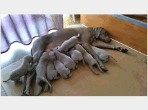 5318774 cuccioli di Weimaraner