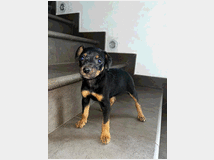 5320435 Pinscher nano 