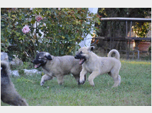 5320862 Kangal cuccioli 