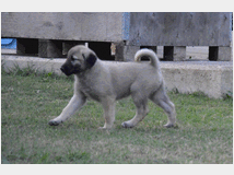 5320864 Kangal cuccioli 