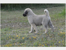 5320865 Kangal cuccioli 