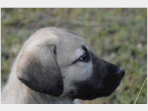 5320866 Kangal cuccioli 