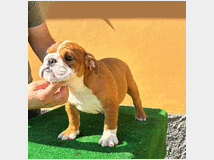 5321624 Bulldog inglese 