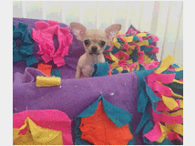 5321666 Chihuahua toy 